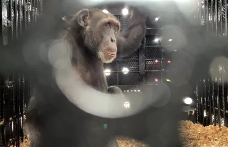 Yoko, o chimpanzé resgatado, agora viverá no Brasil