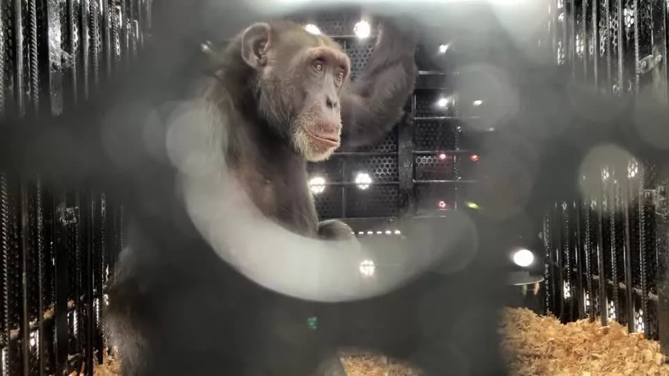 Yoko, o chimpanzé resgatado, agora viverá no Brasil