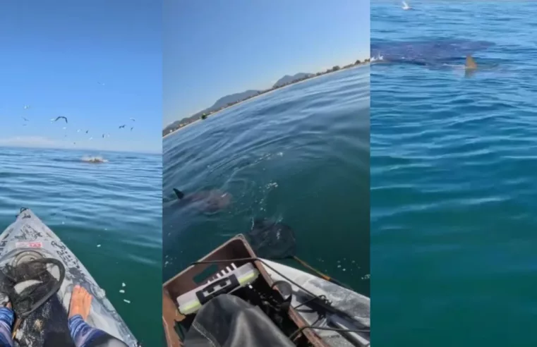 Pescador se depara com tubarões em Saquarema