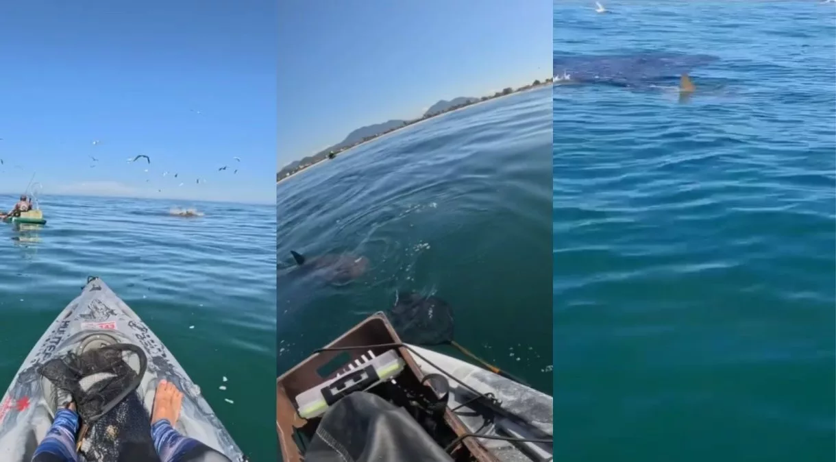 Pescador se depara com tubarões em Saquarema