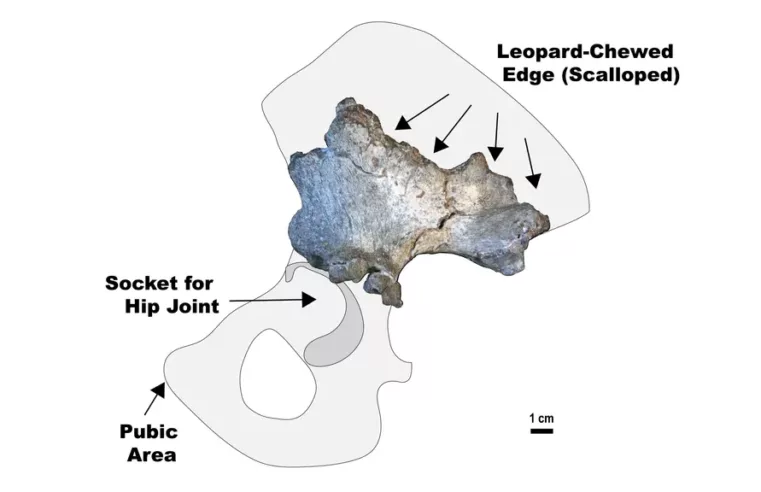 Descoberta do Menor Parente Humano: O Paranthropus robustus