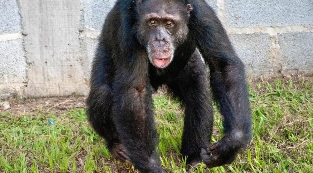 Yoko: O Chimpanzé Resgatado que Encontrou um Novo Lar