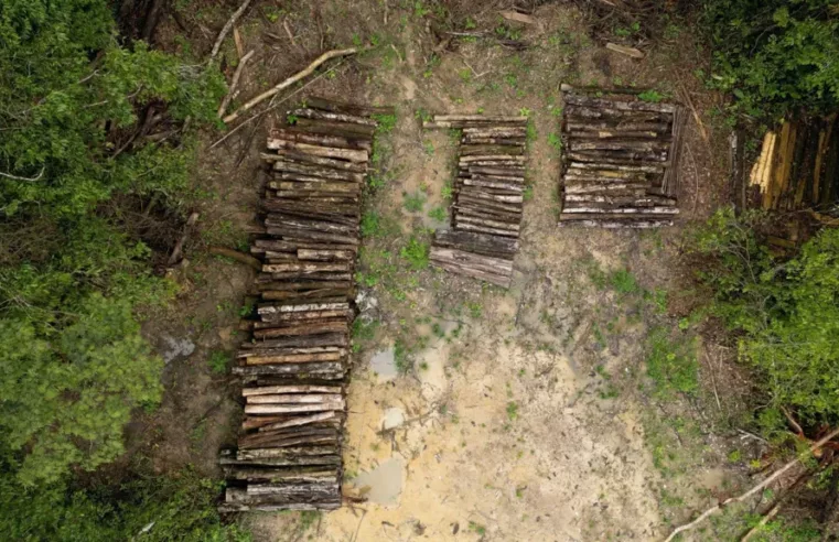 Rodovia na Amazônia: Progresso ou Destruição Ambiental?