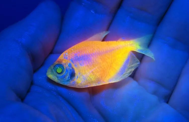 Megaoperação do Ibama combate comércio de peixes OGM