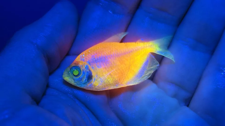 Megaoperação do Ibama combate comércio de peixes OGM