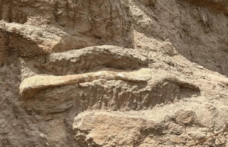 Fóssil de Dinossauro É Encontrado em Uberaba