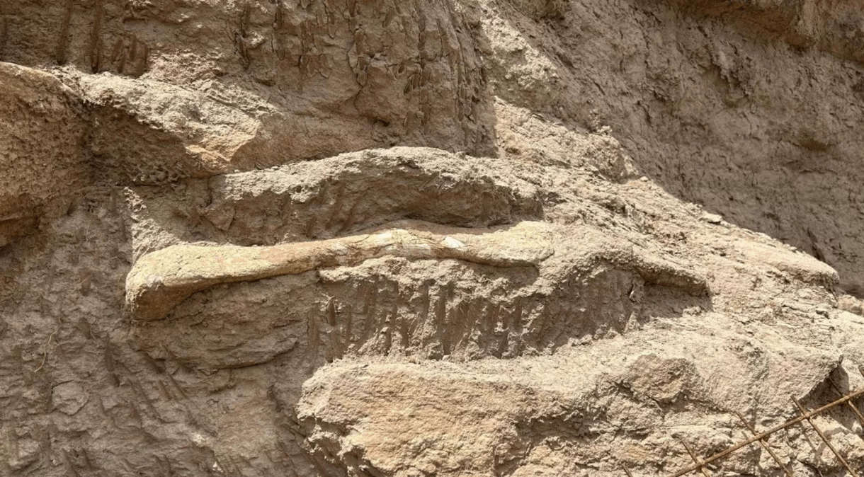Fóssil de Dinossauro É Encontrado em Uberaba