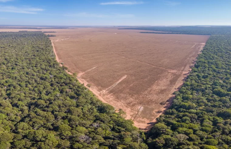 Mato Grosso propõe confisco de terras por desmatamento