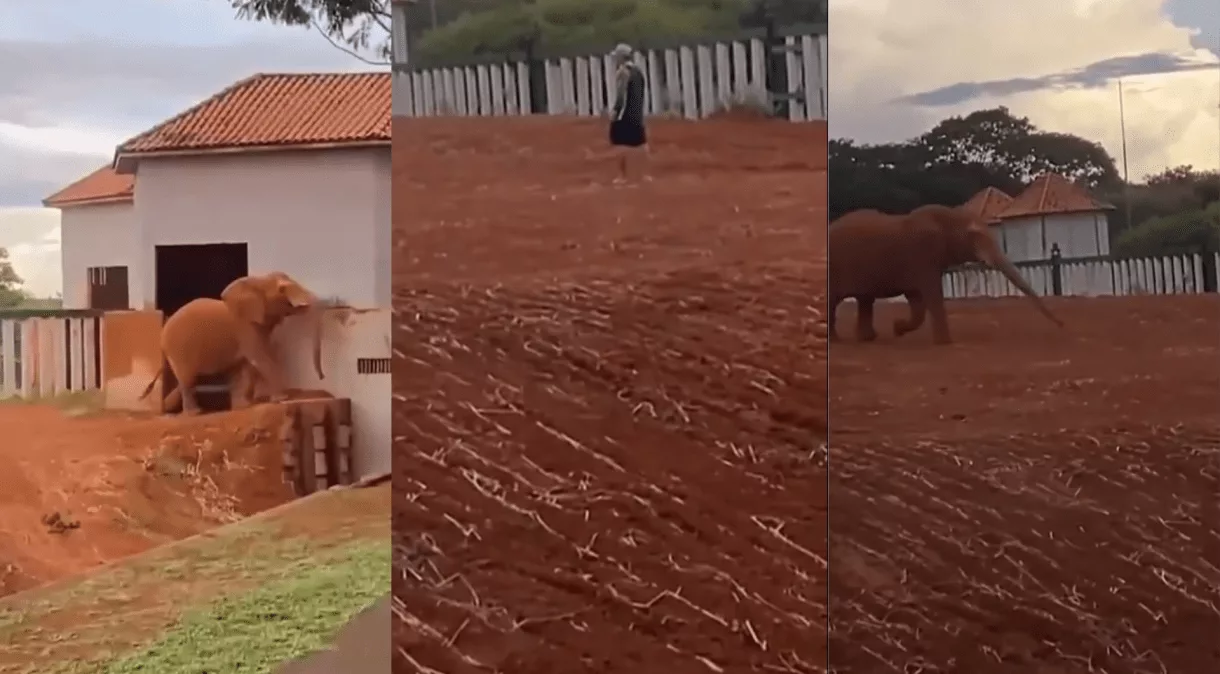 Homem invade recinto de elefante no Zoológico de Brasília