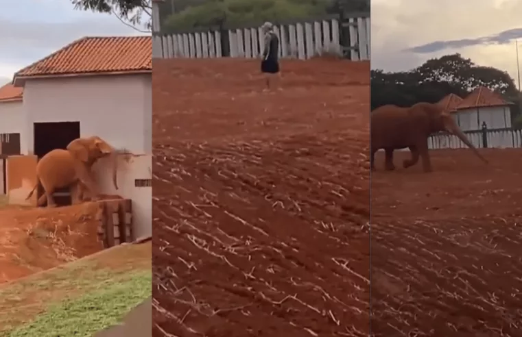 Maus-tratos a animais: o caso do Zoológico de Brasília