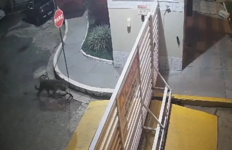 Onça-pintada tenta entrar em condomínio em Imperatriz