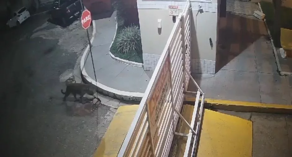 Onça-pintada tenta entrar em condomínio em Imperatriz