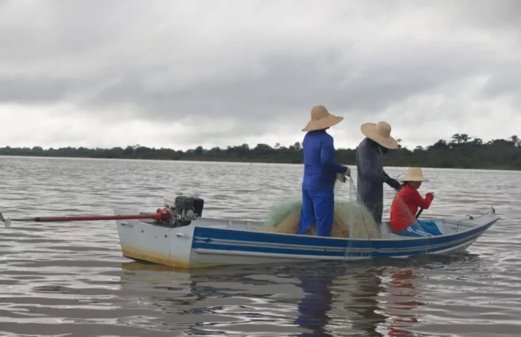 Tambaqui: Retorno da pesca no Amazonas após defeso