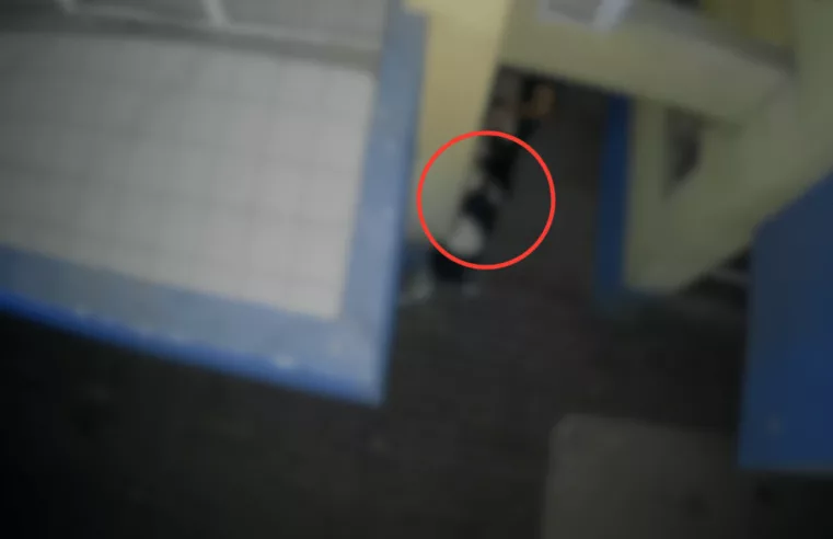 Paranaguá: Caso de Violência Sexual Choca a Cidade