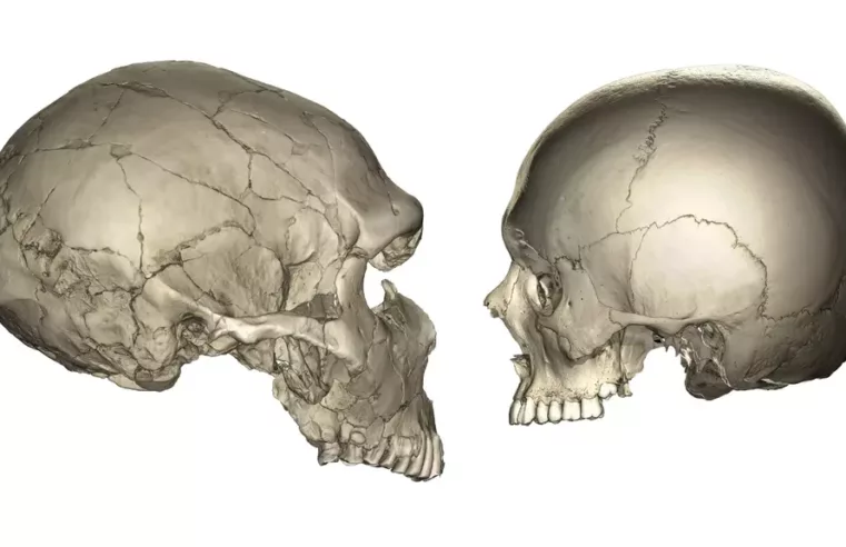 Por que os humanos modernos têm rostos menores que os Neandertais?