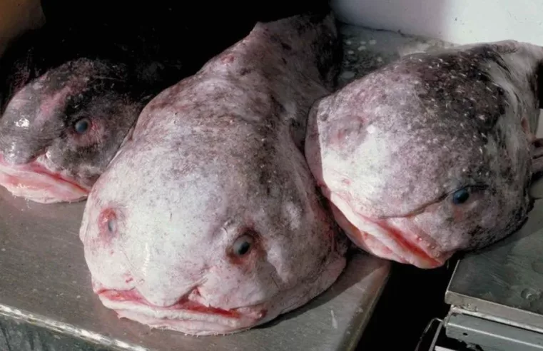 Blobfish: A Vitória do Peixe Mais Feio do Mundo