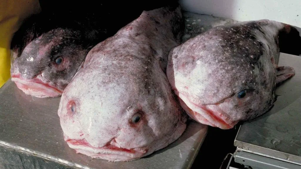 Blobfish: A Vitória do Peixe Mais Feio do Mundo