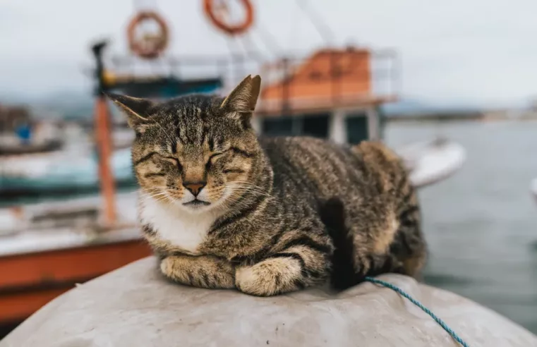A História dos Gatos Domésticos nos EUA Começa em Naufrágio
