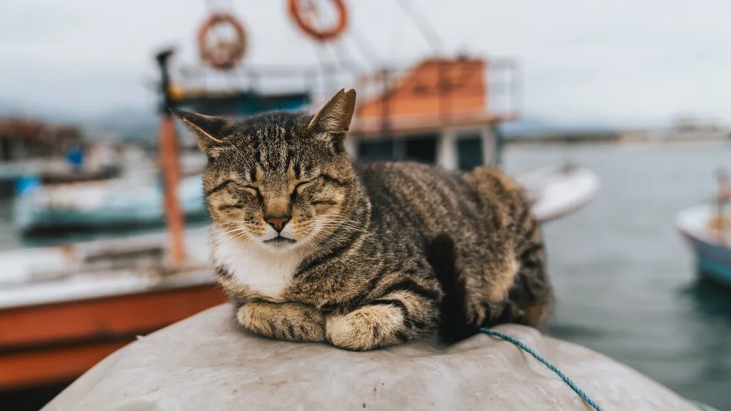 A História dos Gatos Domésticos nos EUA Começa em Naufrágio