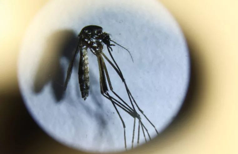 Alerta de Dengue e Chikungunya no Rio Grande do Sul