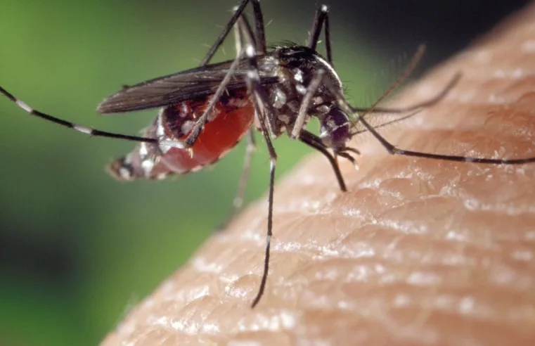 Rio Grande do Sul confirma 1ª morte por chikungunya
