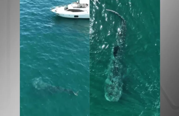 Tubarão-baleia é registrado em Ilhabela: um espetáculo do mar