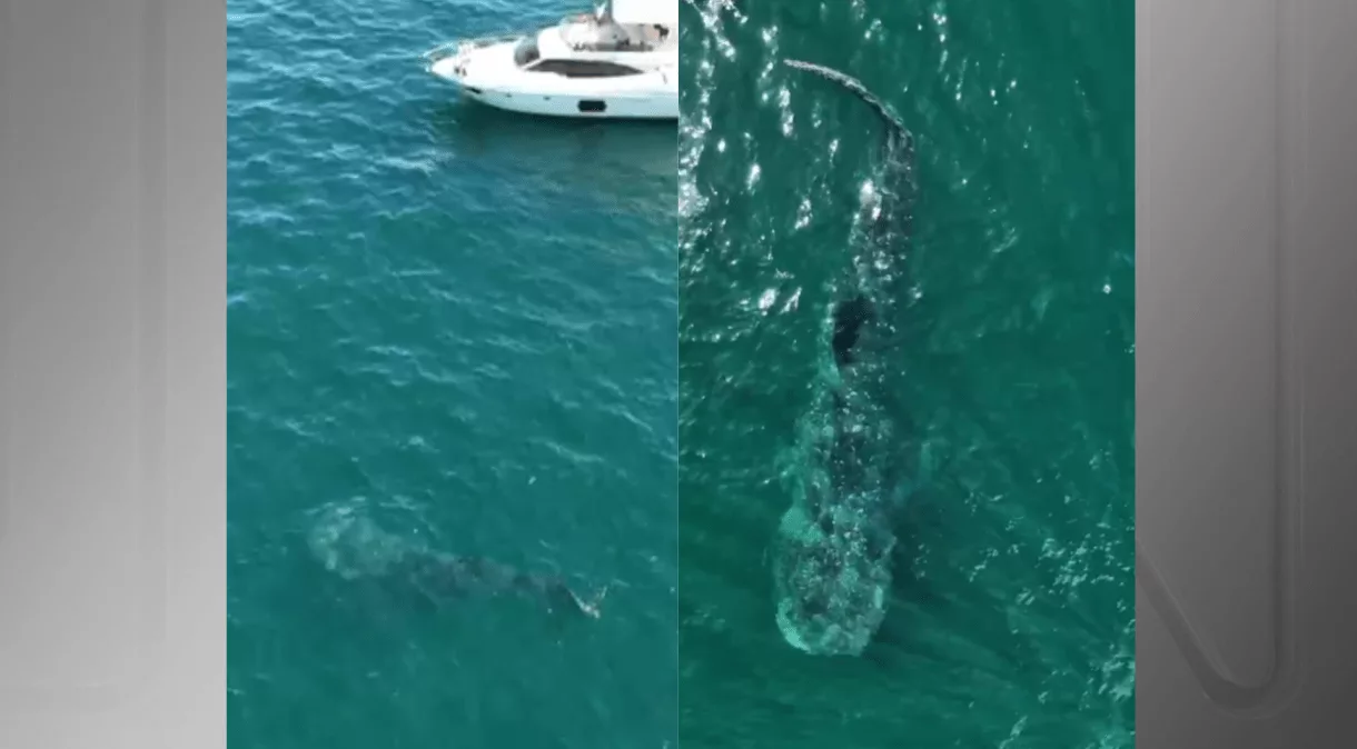 Tubarão-baleia é registrado em Ilhabela: um espetáculo do mar
