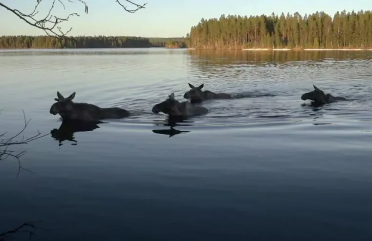 A Grande Migração dos Alces: Um Espetáculo da Natureza