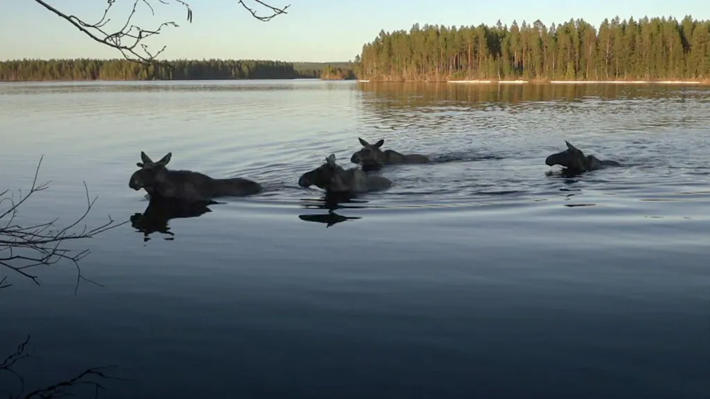 A Grande Migração dos Alces: Um Espetáculo da Natureza