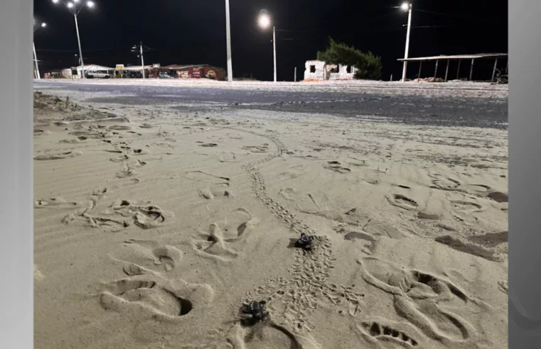 Tragédia na Praia: Morte de Filhotes de Tartarugas