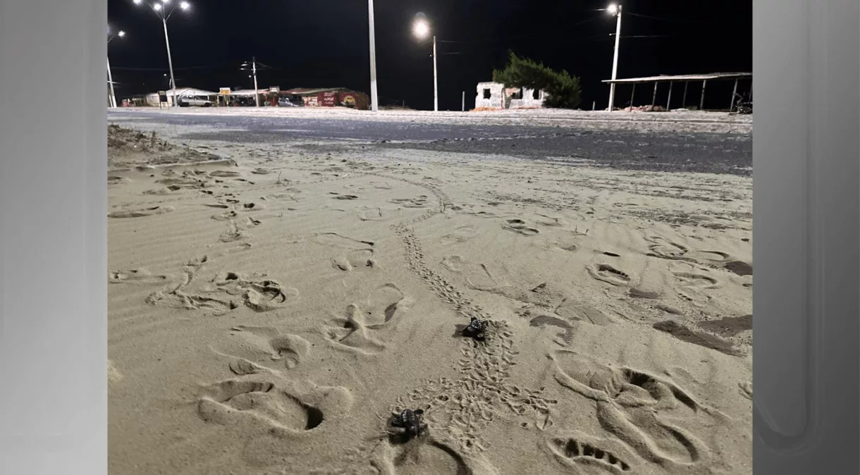Tragédia na Praia: Morte de Filhotes de Tartarugas