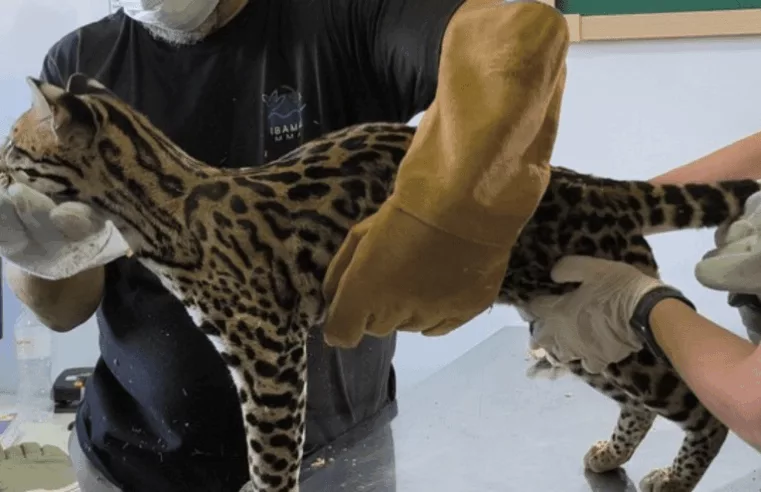 Jaguatirica resgatada em situação de maus-tratos