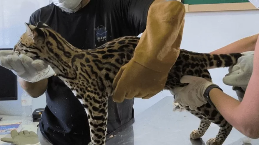 Jaguatirica resgatada em situação de maus-tratos