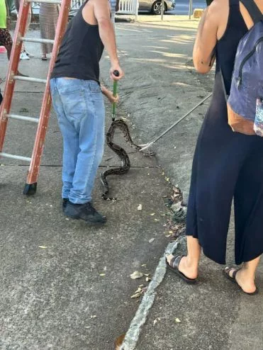 Jiboia na UFBA: um alerta sobre urbanização e natureza