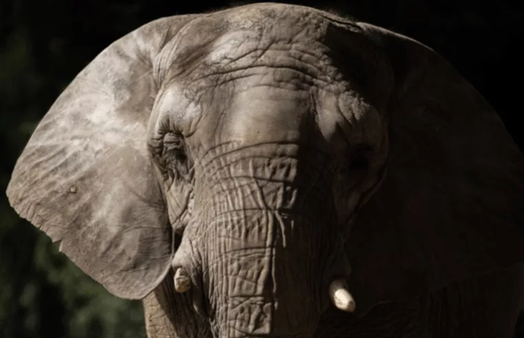 Pupy, a Elefanta Africana, Rumo ao Seu Novo Lar no Brasil
