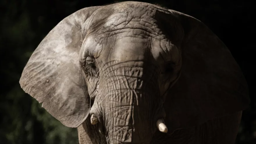 Pupy, a Elefanta Africana, Rumo ao Seu Novo Lar no Brasil