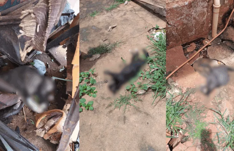 Mulher é condenada por envenenar gatos e gera revolta