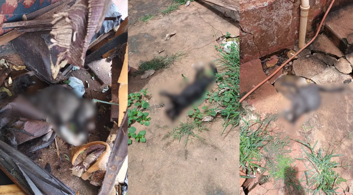 Mulher é condenada por envenenar gatos e gera revolta