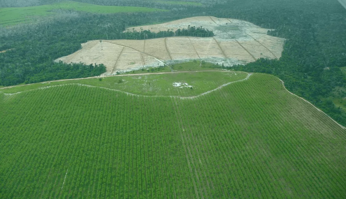 Desmatamento da Mata Atlântica: Situação Crítica em 2024