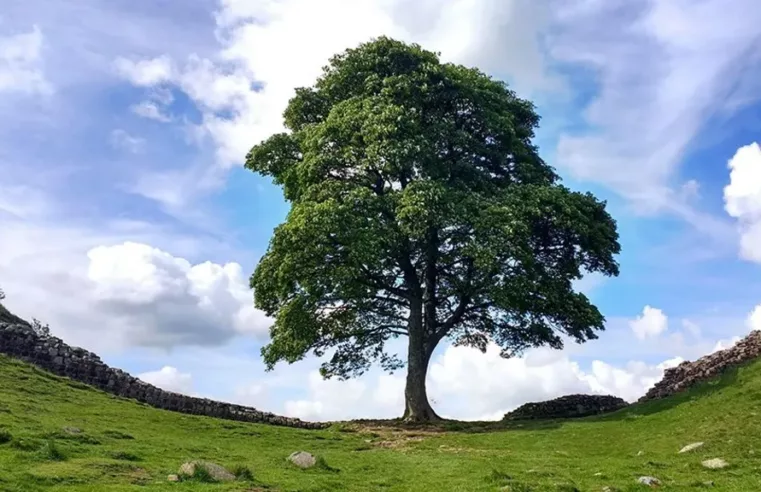 A Tristeza da Sycamore Gap: O Corte Que Chocou o Mundo