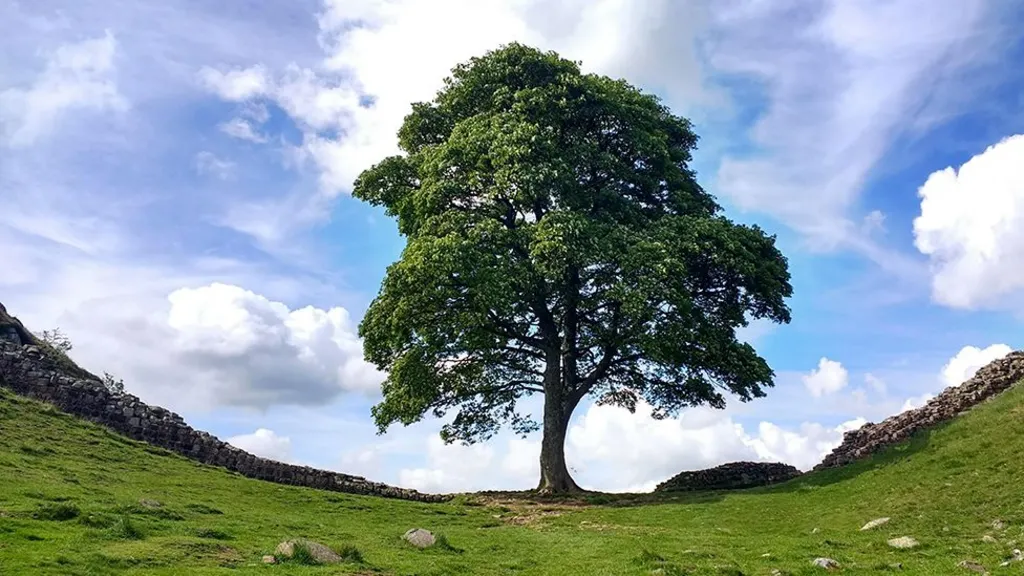 A Tristeza da Sycamore Gap: O Corte Que Chocou o Mundo