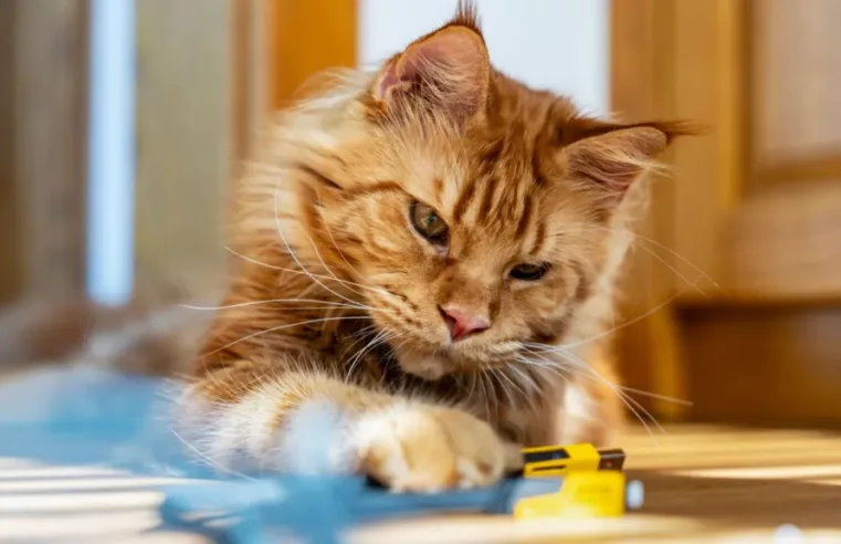 Mistério do gene que traz cor aos gatos ginger é revelado