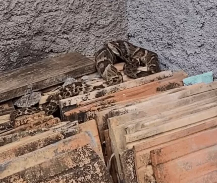 Jararaca resgatada em Jaraguá do Sul impressiona biólogo
