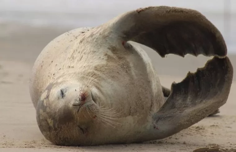 Foca-caranguejeira é avistada em Santa Catarina pela primeira vez