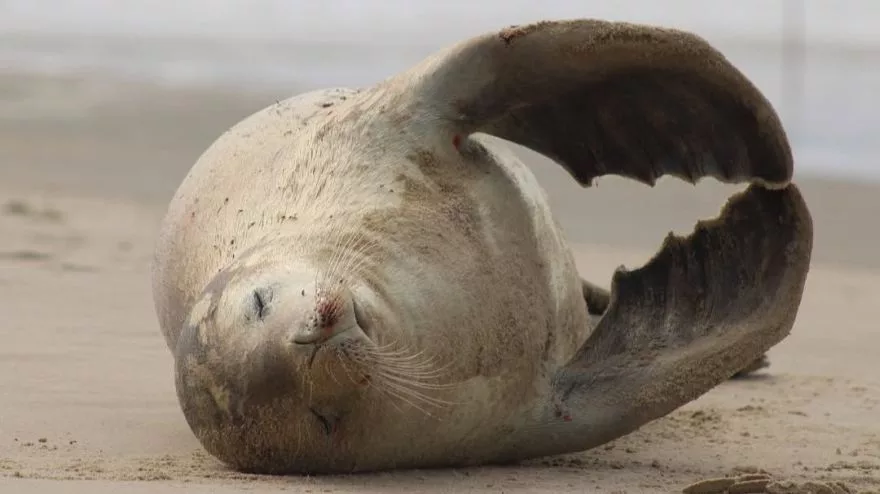 Foca-caranguejeira é avistada em Santa Catarina pela primeira vez