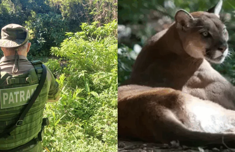 Onça-parda ataca idoso em Maquiné; saiba como proceder