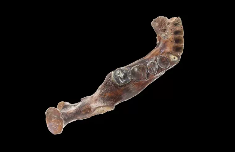 Descoberta da mandíbula Denisovana revoluciona paleoantropologia